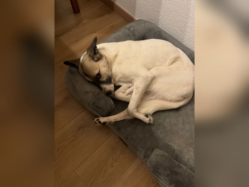 HOPE sucht ihr für immer Zuhause