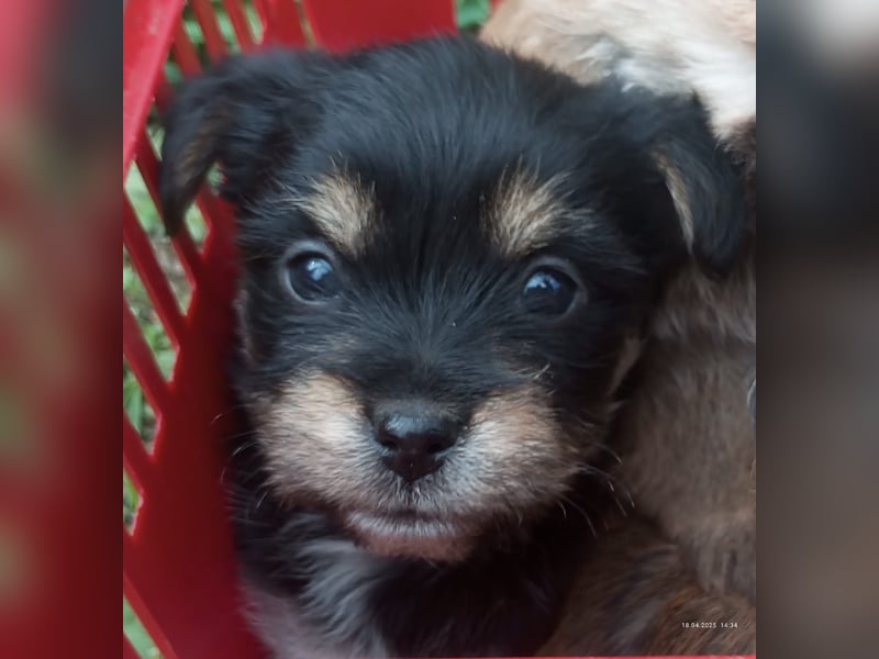 Yorkshire Terrier - Spitz Mischlinge