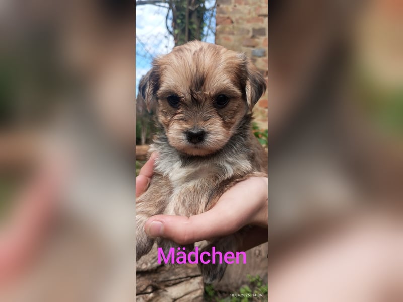 Yorkshire Terrier - Spitz Mischlinge
