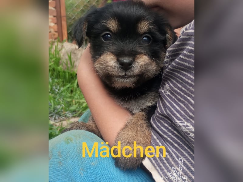 Yorkshire Terrier - Spitz Mischlinge