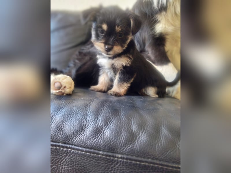Yorkshire Terrier - Spitz Mischlinge