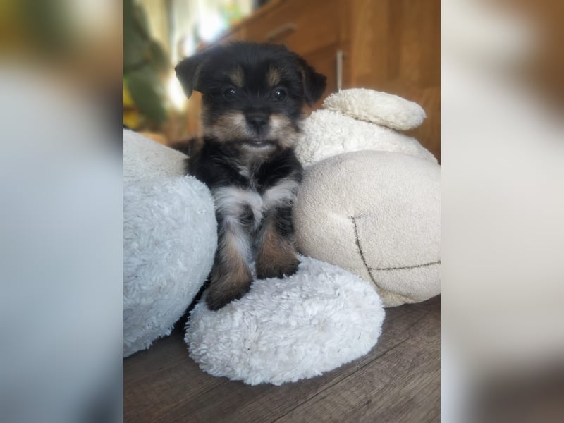 Yorkshire Terrier - Spitz Mischlinge