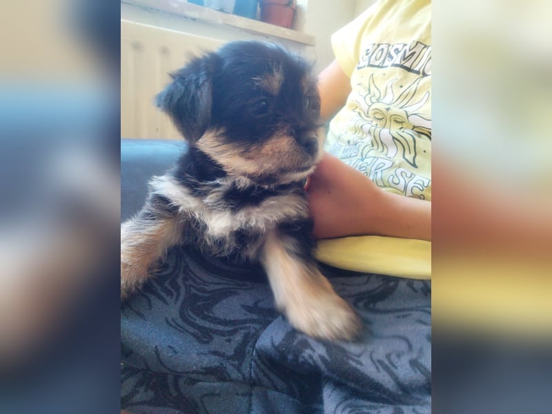 Yorkshire Terrier - Spitz Mischlinge