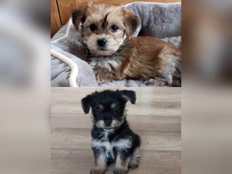 Yorkshire Terrier - Spitz Mischlinge