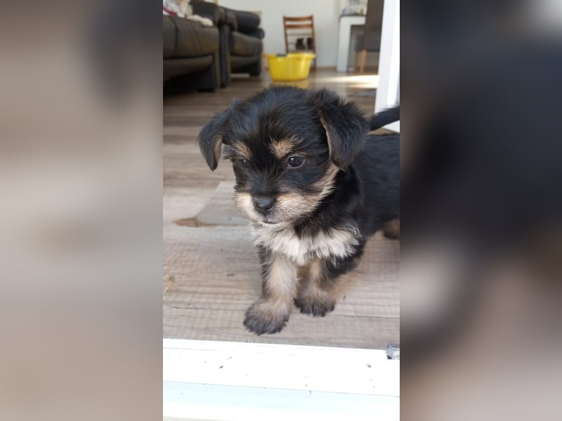 Yorkshire Terrier - Spitz Mischlinge