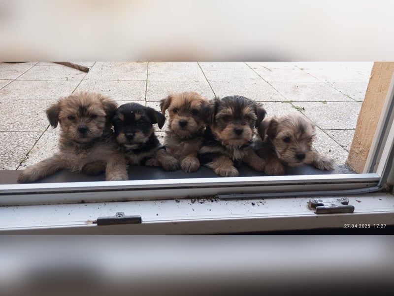 Yorkshire Terrier - Spitz Mischlinge