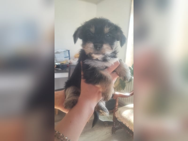 Yorkshire Terrier - Spitz Mischlinge