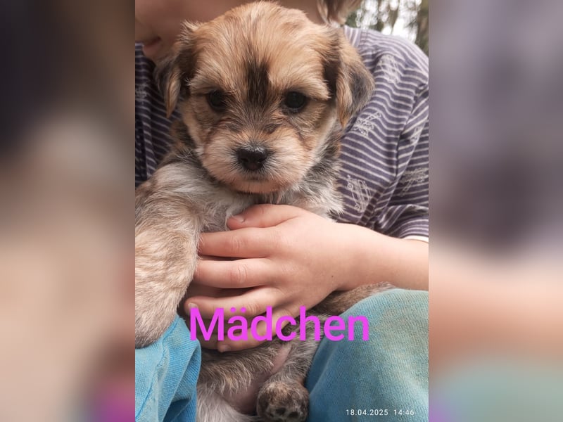 Yorkshire Terrier - Spitz Mischlinge