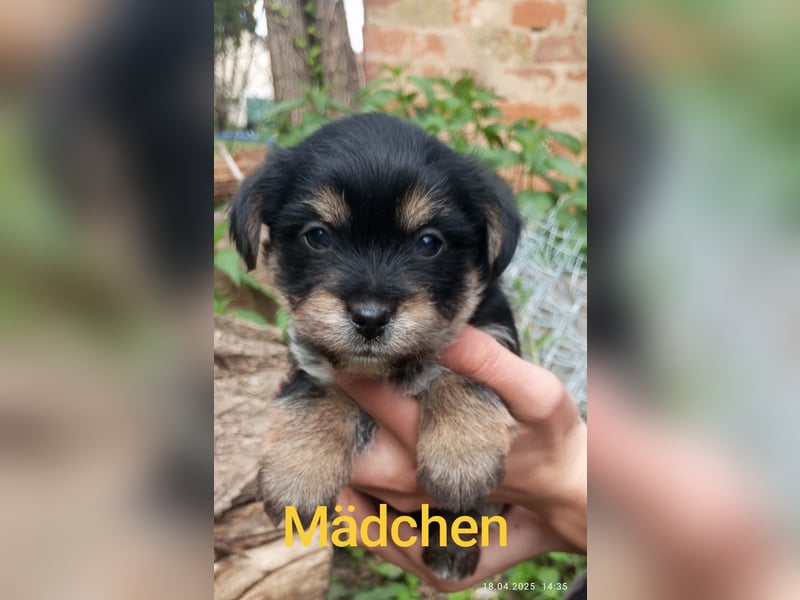 Yorkshire Terrier - Spitz Mischlinge