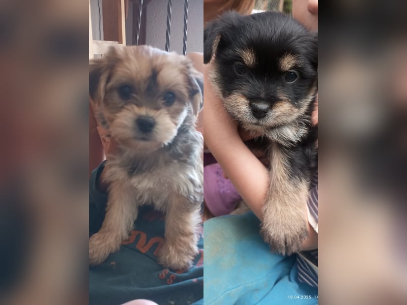 Yorkshire Terrier - Spitz Mischlinge