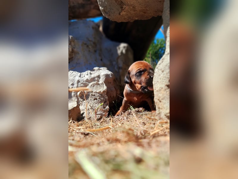 Miot "RA" Szczenięta rasy Rhodesian Ridgeback