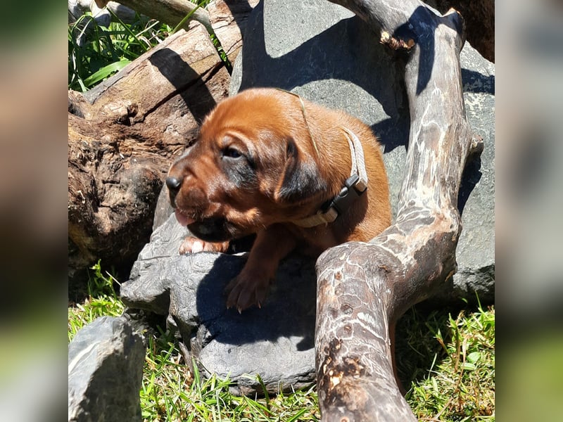 Miot "RA" Szczenięta rasy Rhodesian Ridgeback