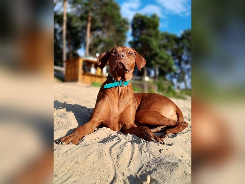 Miot "RA" Szczenięta rasy Rhodesian Ridgeback