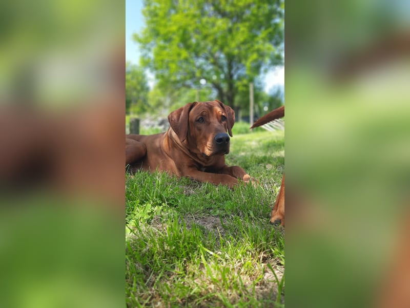 Miot "RA" Szczenięta rasy Rhodesian Ridgeback