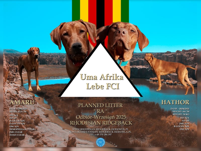 Miot "RA" Szczenięta rasy Rhodesian Ridgeback