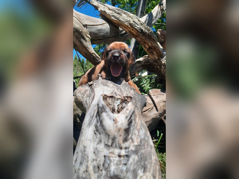 Miot "RA" Szczenięta rasy Rhodesian Ridgeback