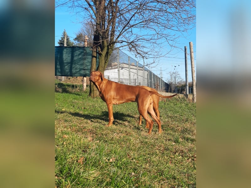 Miot "RA" Szczenięta rasy Rhodesian Ridgeback