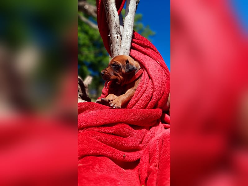 Miot "RA" Szczenięta rasy Rhodesian Ridgeback