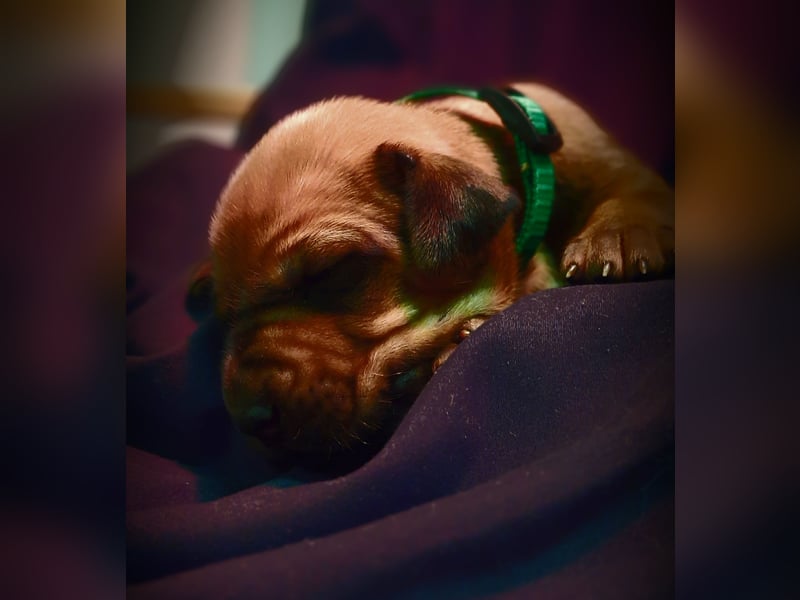 Miot "RA" Szczenięta rasy Rhodesian Ridgeback