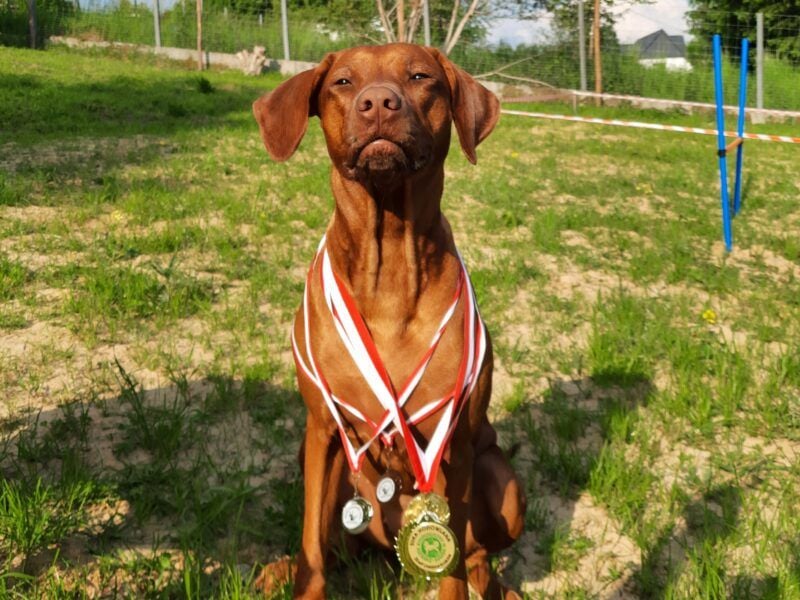 Miot "RA" Szczenięta rasy Rhodesian Ridgeback
