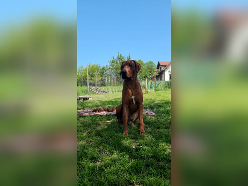Miot "RA" Szczenięta rasy Rhodesian Ridgeback