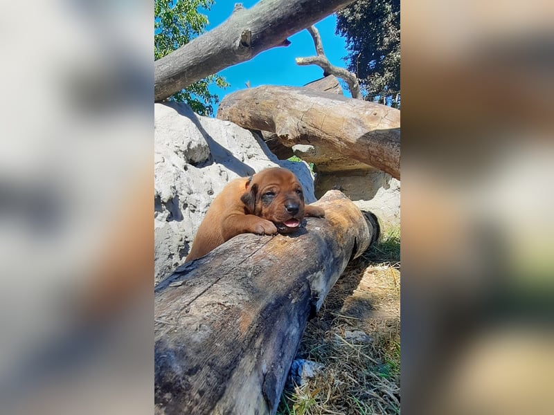 Miot "RA" Szczenięta rasy Rhodesian Ridgeback