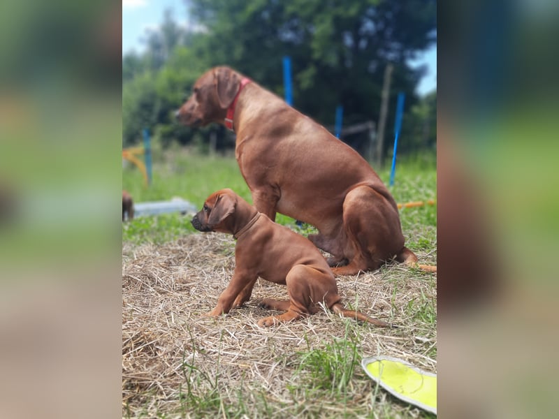 Miot "RA" Szczenięta rasy Rhodesian Ridgeback