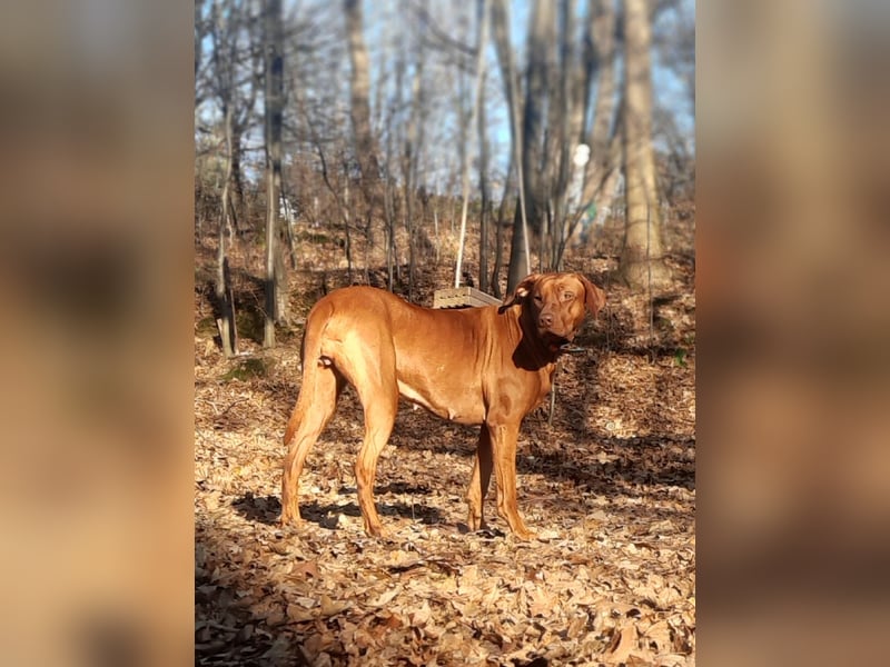 Miot "RA" Szczenięta rasy Rhodesian Ridgeback