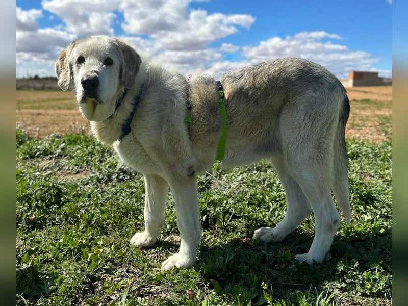 Ninette - sucht Gnadenplatz