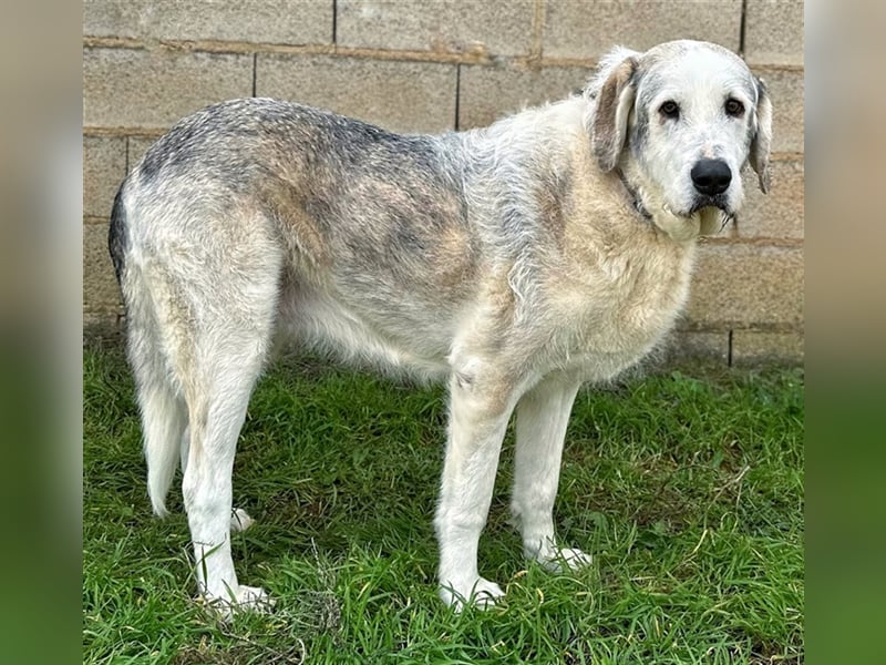 Ninette - sucht Gnadenplatz