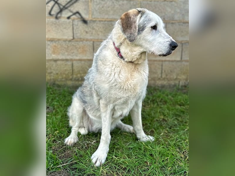 Ninette - sucht Gnadenplatz