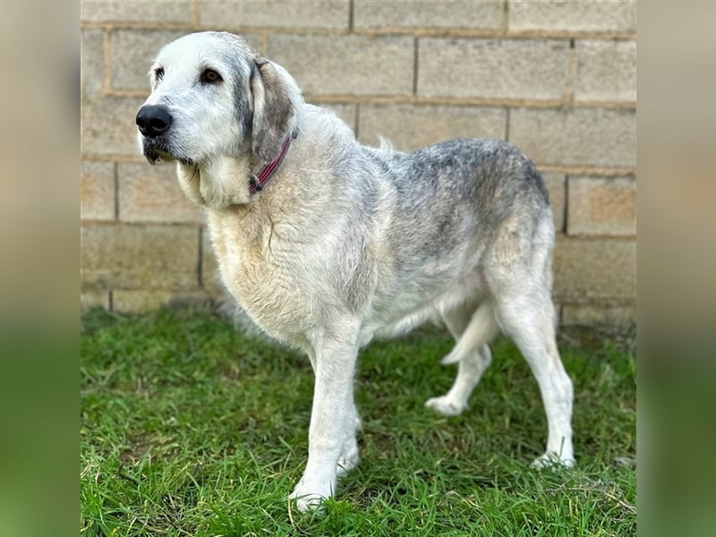 Ninette - sucht Gnadenplatz