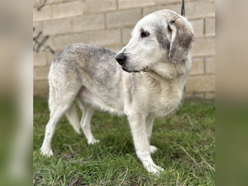 Ninette - sucht Gnadenplatz
