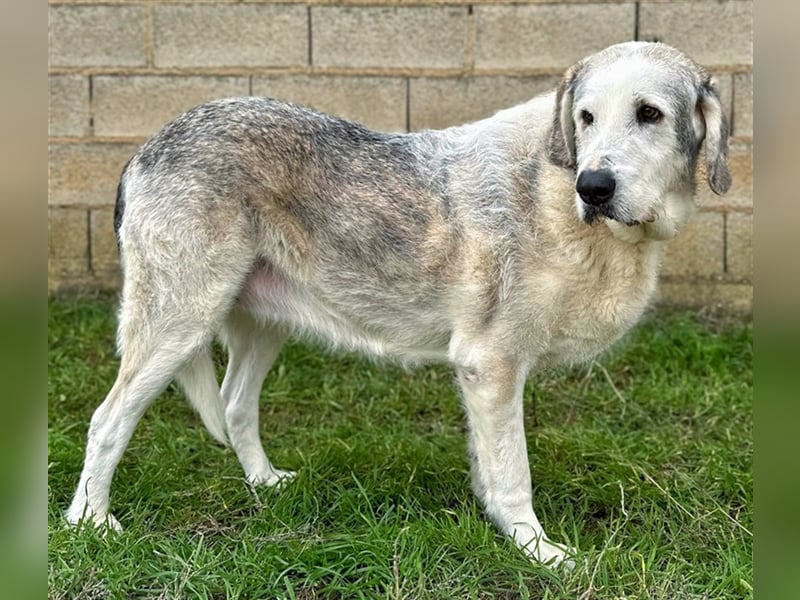 Ninette - sucht Gnadenplatz