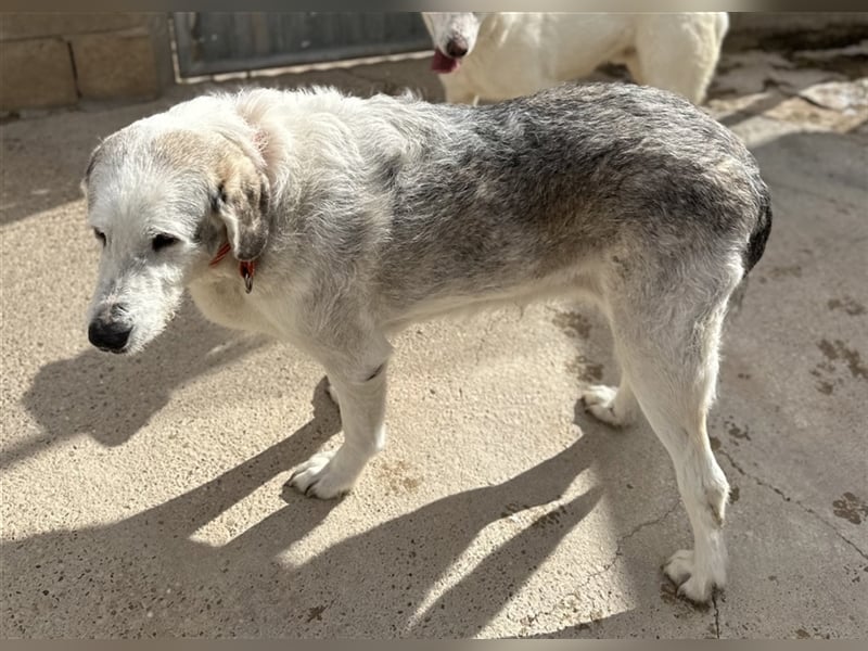 Ninette - sucht Gnadenplatz