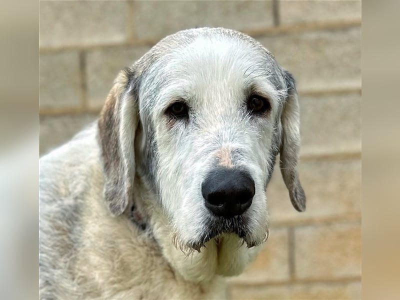 Ninette - sucht Gnadenplatz