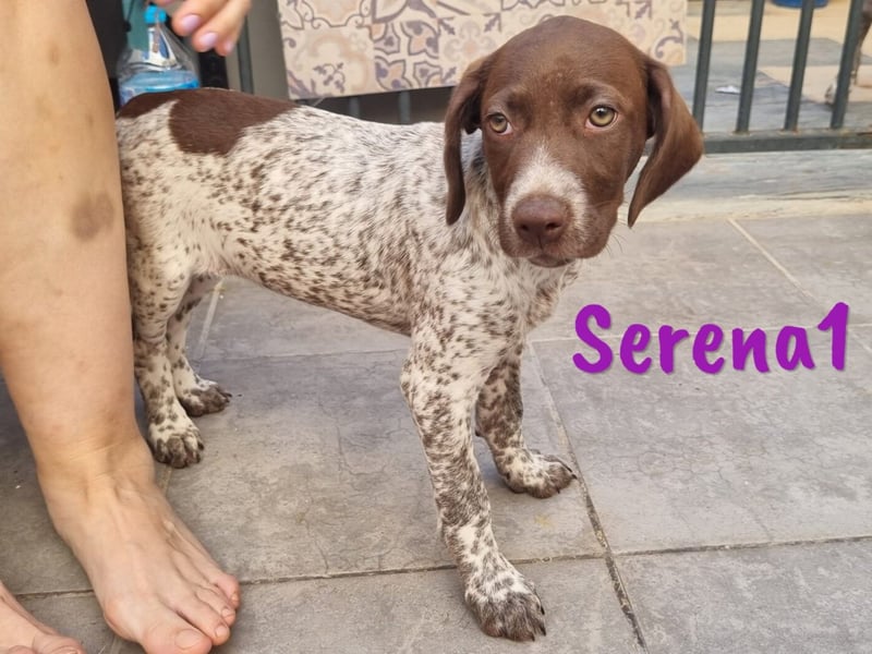 Serena1 geb. 03/2025 (ESP Pflegestelle) - sportliche und verschmuste, süße Bracke Welpin!