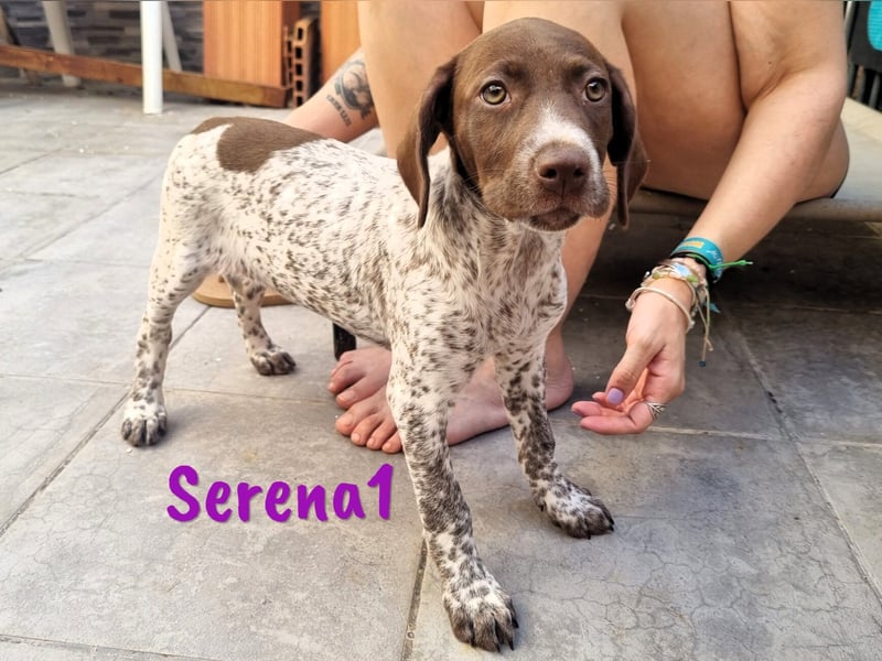 Serena1 geb. 03/2025 (ESP Pflegestelle) - sportliche und verschmuste, süße Bracke Welpin!