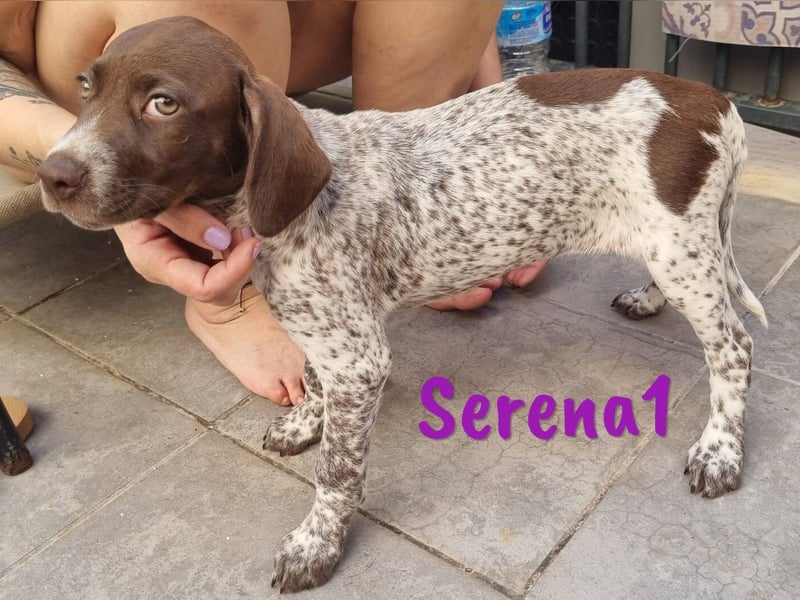 Serena1 geb. 03/2025 (ESP Pflegestelle) - sportliche und verschmuste, süße Bracke Welpin!