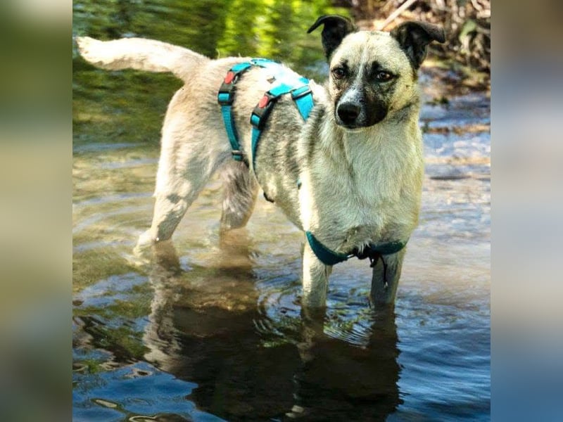 Mariella - Familienhund