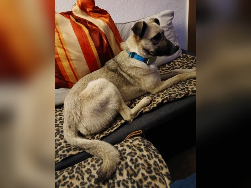 Mariella - Familienhund