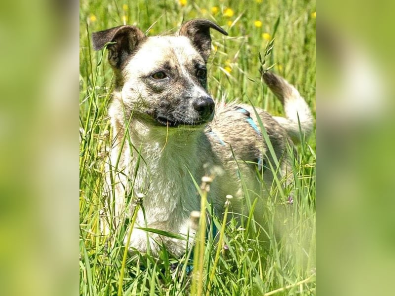Mariella - Familienhund