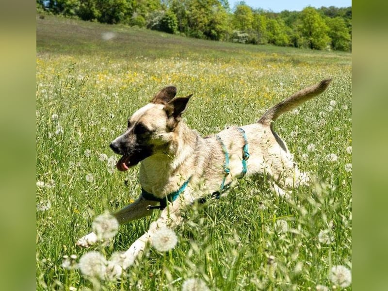 Mariella - Familienhund