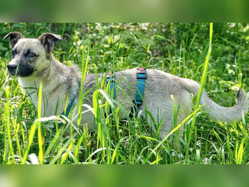 Mariella - Familienhund