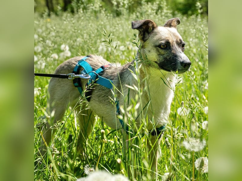 Mariella - Familienhund