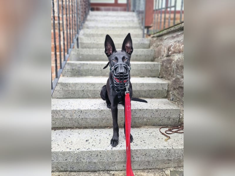 Lilly - intelligent&lernwillig