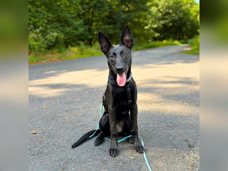 Lilly - intelligent&lernwillig