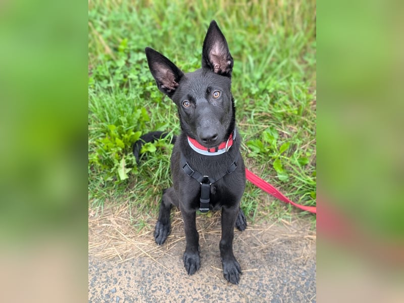 Lilly - intelligent&lernwillig