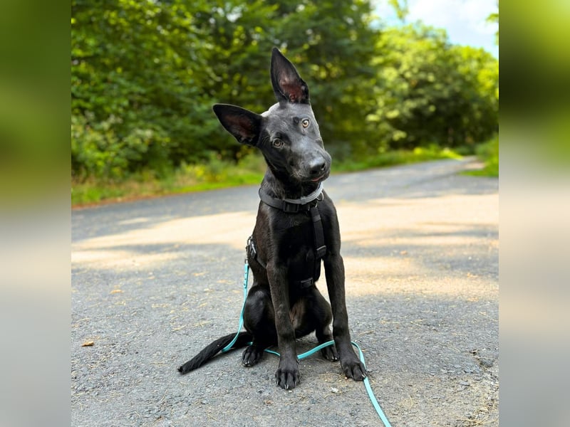 Lilly - intelligent&lernwillig