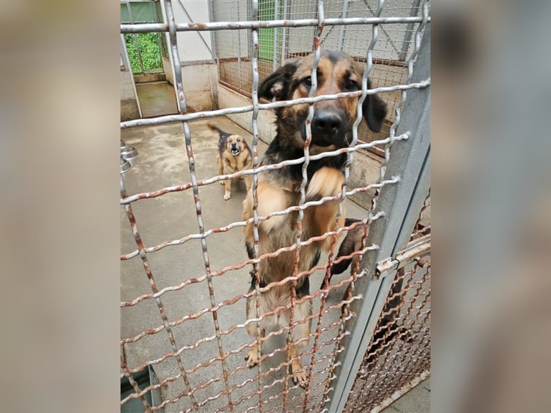Mila Schäferhund Mischlingshündin Mischling Hündin sucht Zuhause oder Pflegestelle